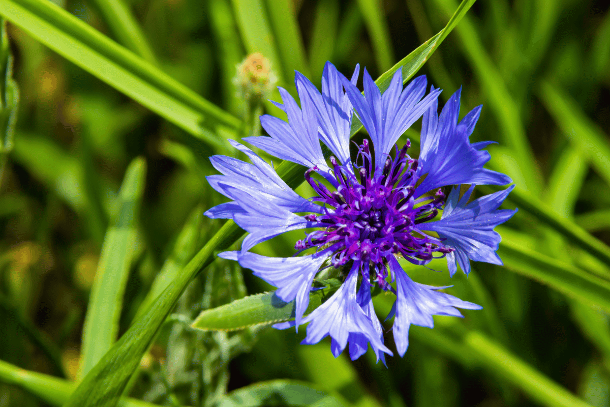 Cornflower (Centaurea cyanus).png
